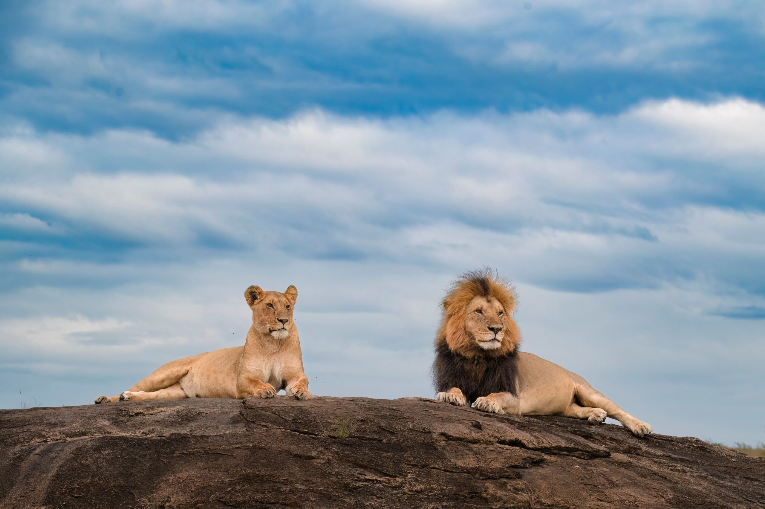 Two majestic African lions atop a large rocky outcrop, side-by-side, surveying their surroundings