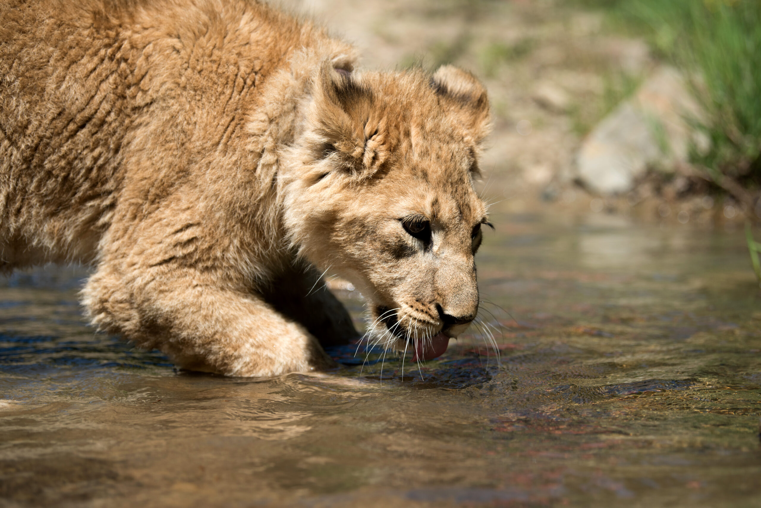 Close young lion cub drink water