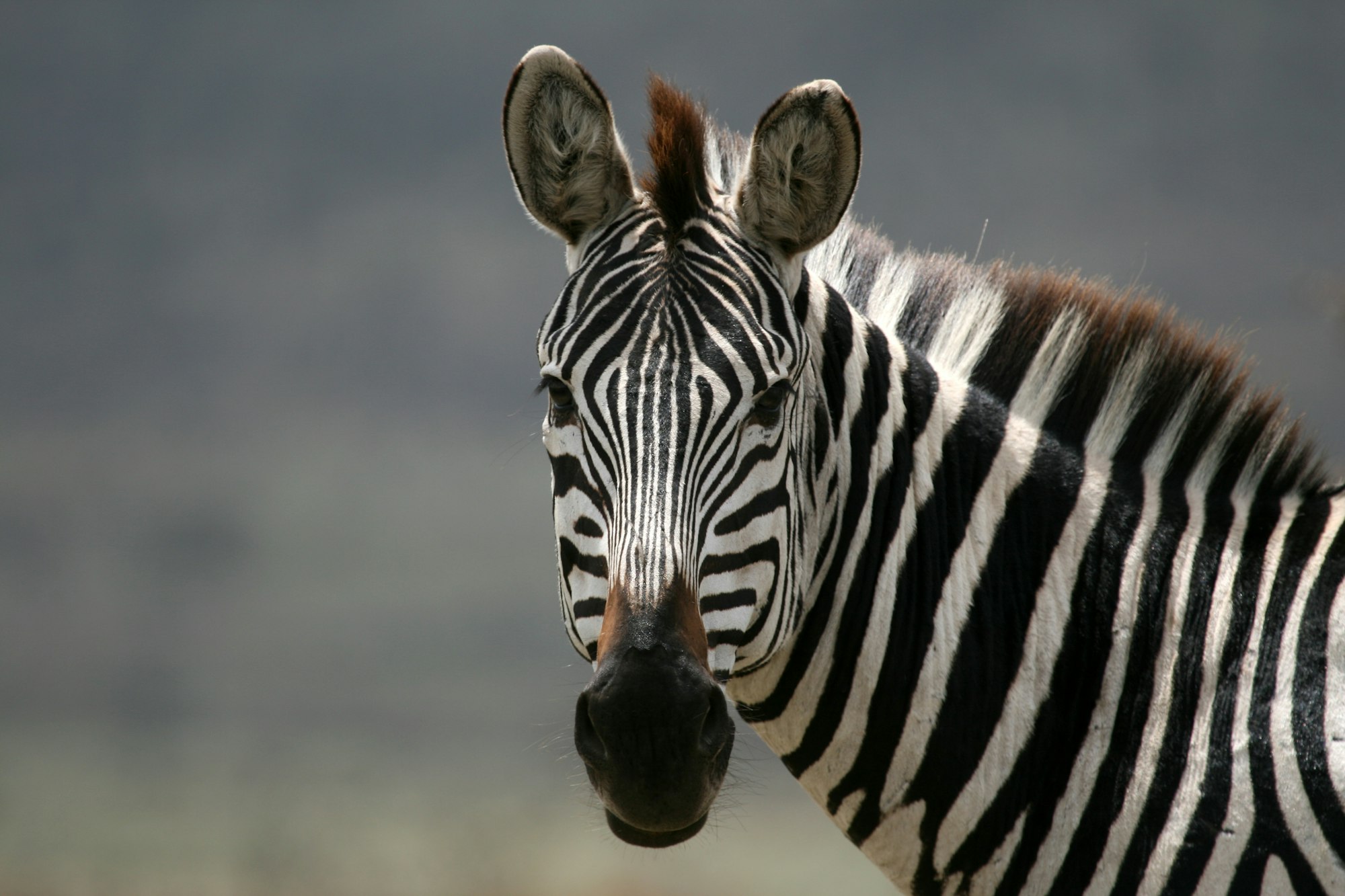 Zebra - Serengeti Safari, Tanzania, Africa